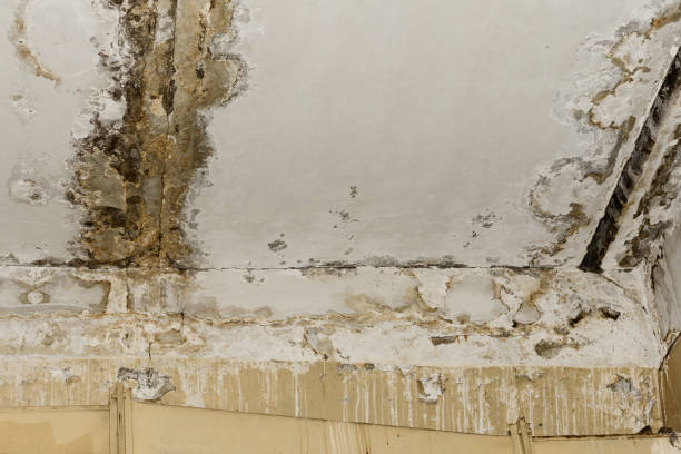 Best Mold Prevention Services  in Valley Falls, SC