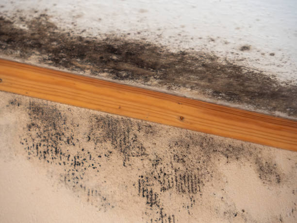 Best Industrial Mold Remediation  in Valley Falls, SC