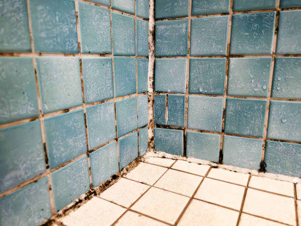 Best Comprehensive Air Testing for Mold Contaminants  in Valley Falls, SC