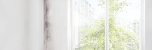 Best Mold Removal for HVAC Installations  in Valley Falls, SC