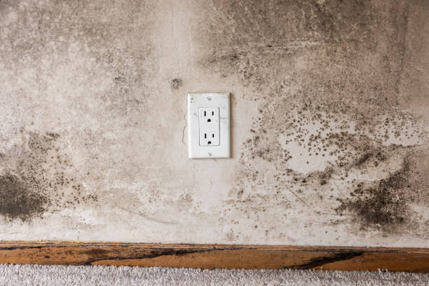 Best Forensic Mold Investigation  in Valley Falls, SC