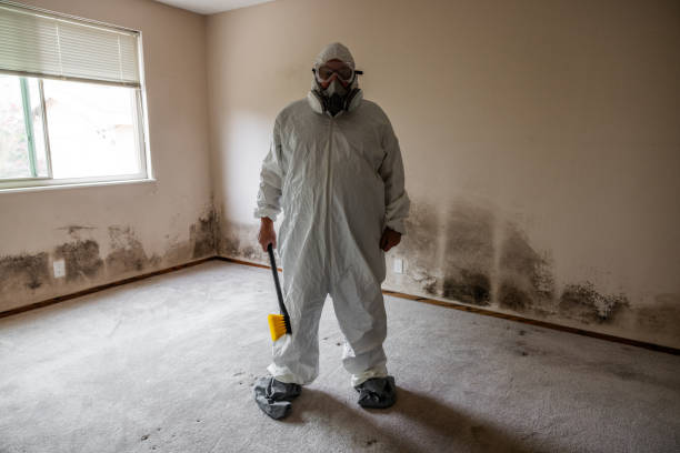 Best Attic Mold Removal  in Valley Falls, SC