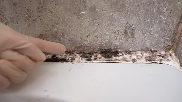 Biohazard Mold Removal in Valley Falls, SC
